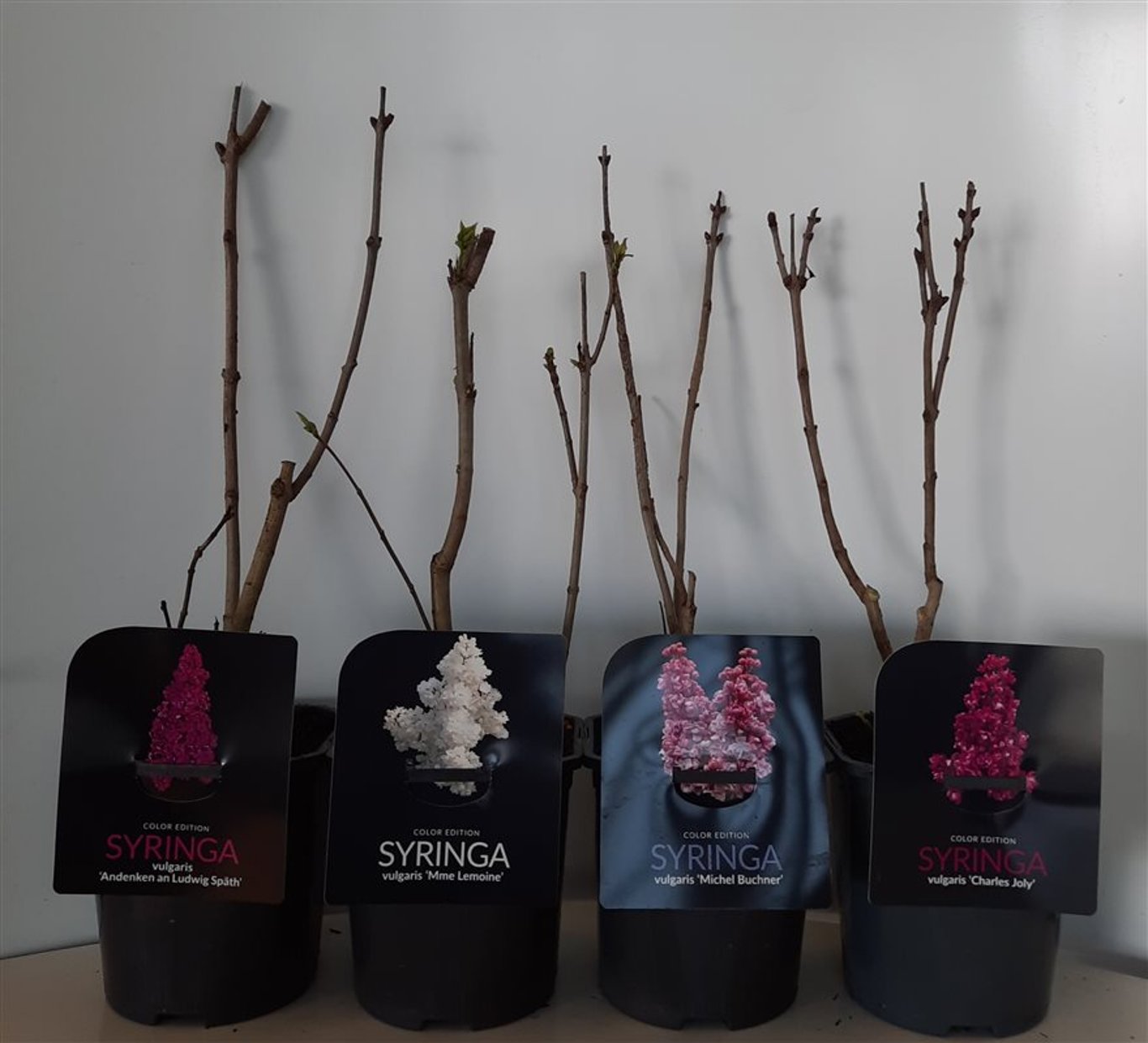 Syringa vulg. Mix - C2 30-40 CM